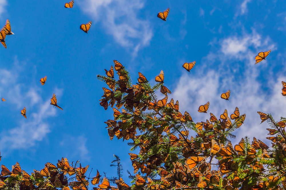 Monarchs flying near pine tree