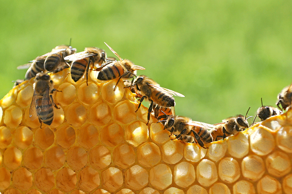 Honey bees building honeycomb