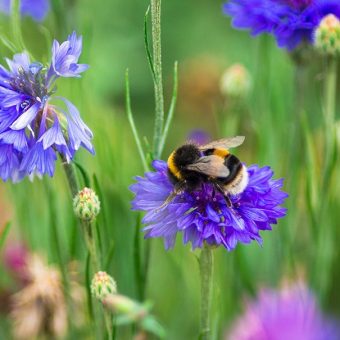 Bumblebee in meadow