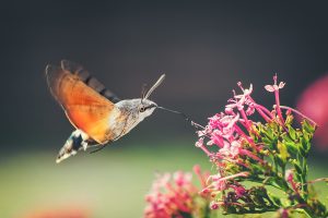 Hummingbird hawk moth