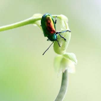Leaf Beetle on stem