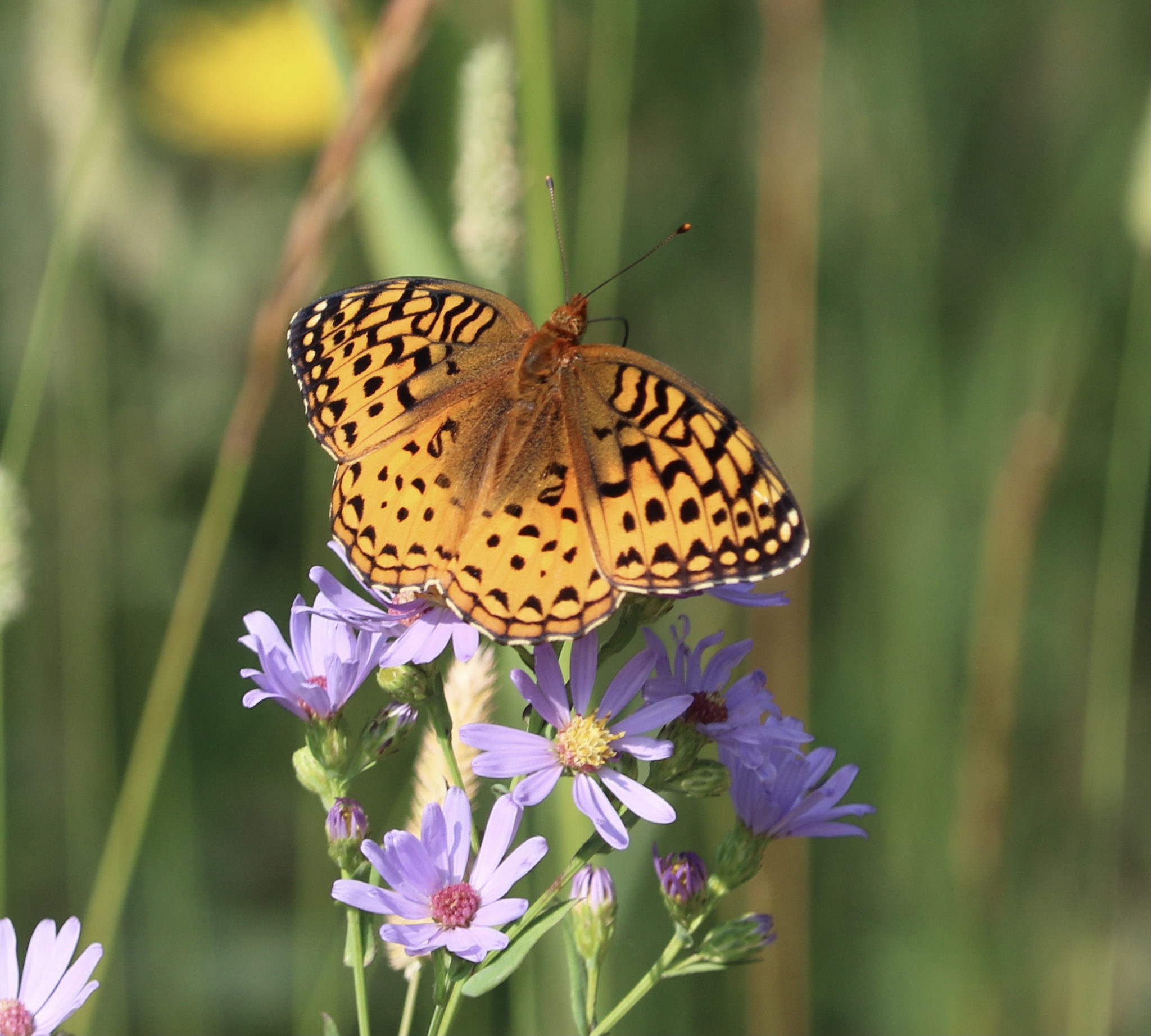 Colorado Butterfly Monitoring