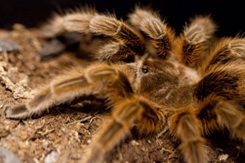 Tarantula Breeding and Rearing