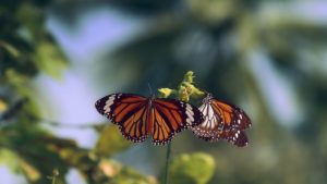 Butterfly | Invertebrate
