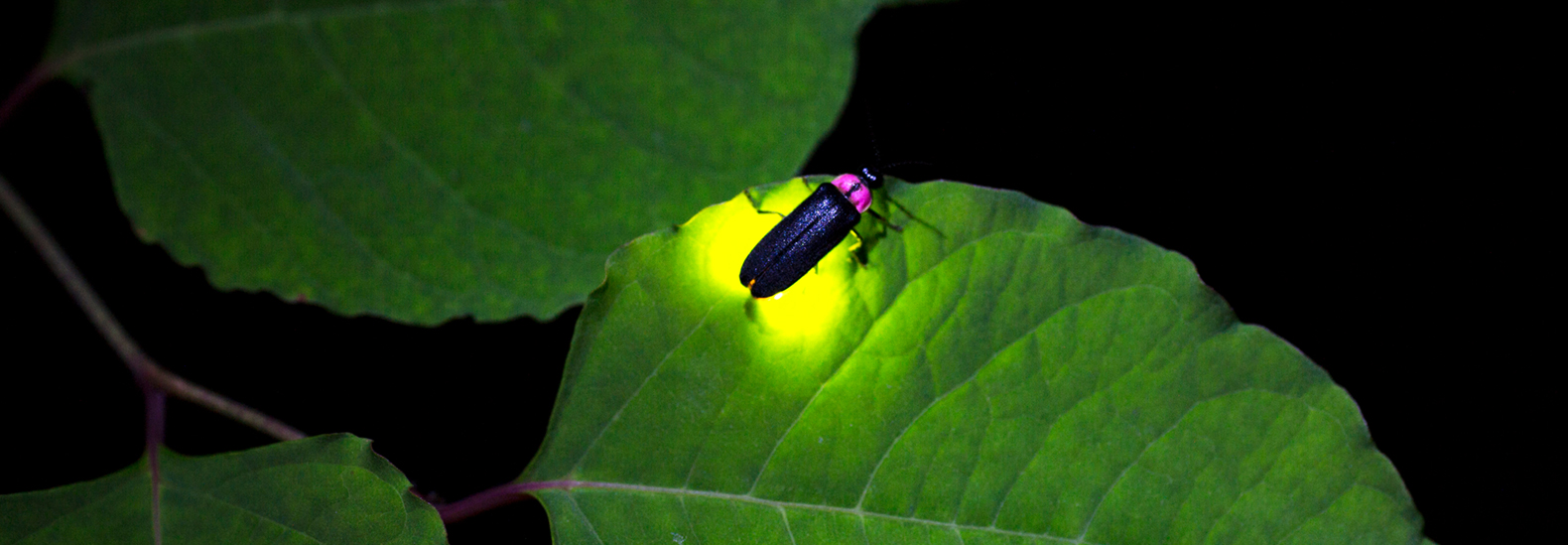 Butterfly Pavilion's Firefly Lifecycle Project