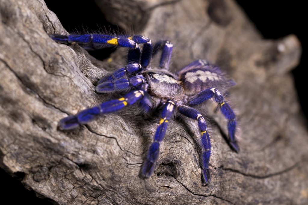 9 New Spider Species We Just Discovered 