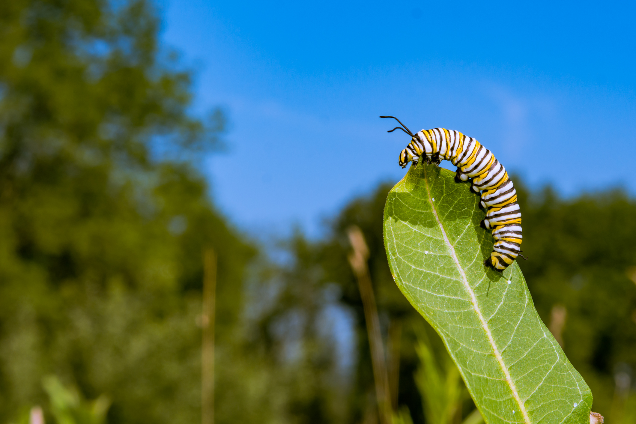 Monarch Caterpillar on a Leaf, showing what your can find through our Caterpillar Party Package and Adult Programs at Butterfly Pavilion in Westminster, near Denver.