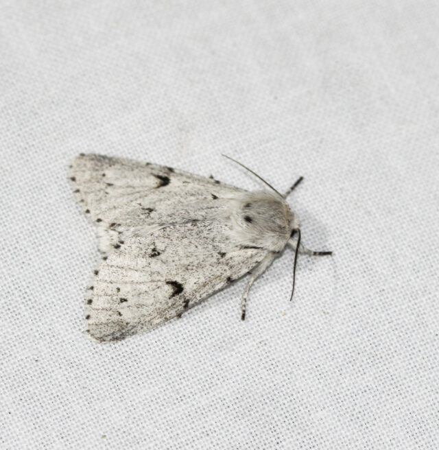 Common Clothes Moth  Butterfly Conservation