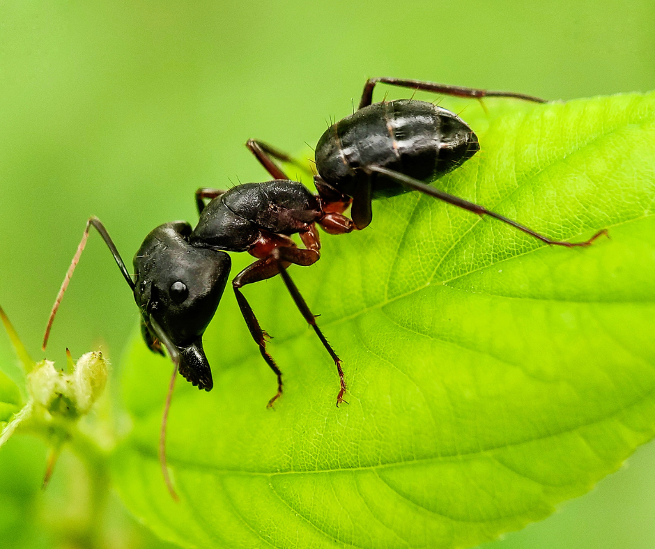 Ant on a leaf.