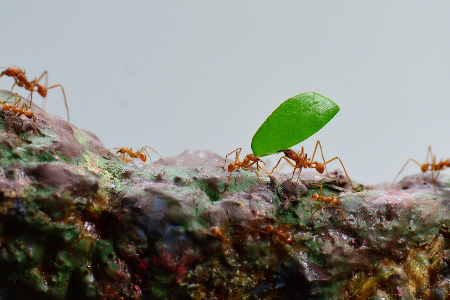 Butterfly Pavilion Live Zoo Cameras