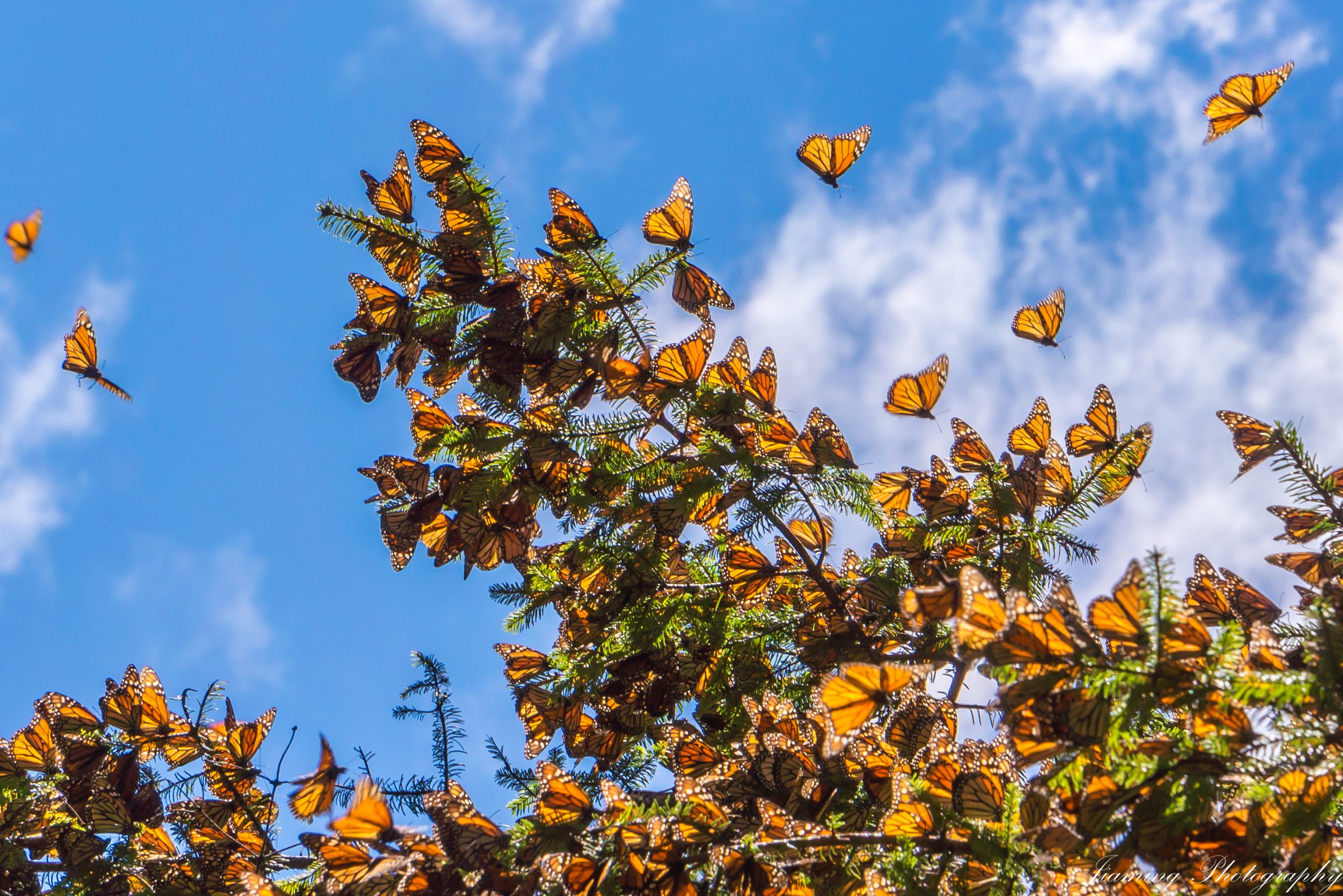 Tree with swarm of monarchs on and around it.